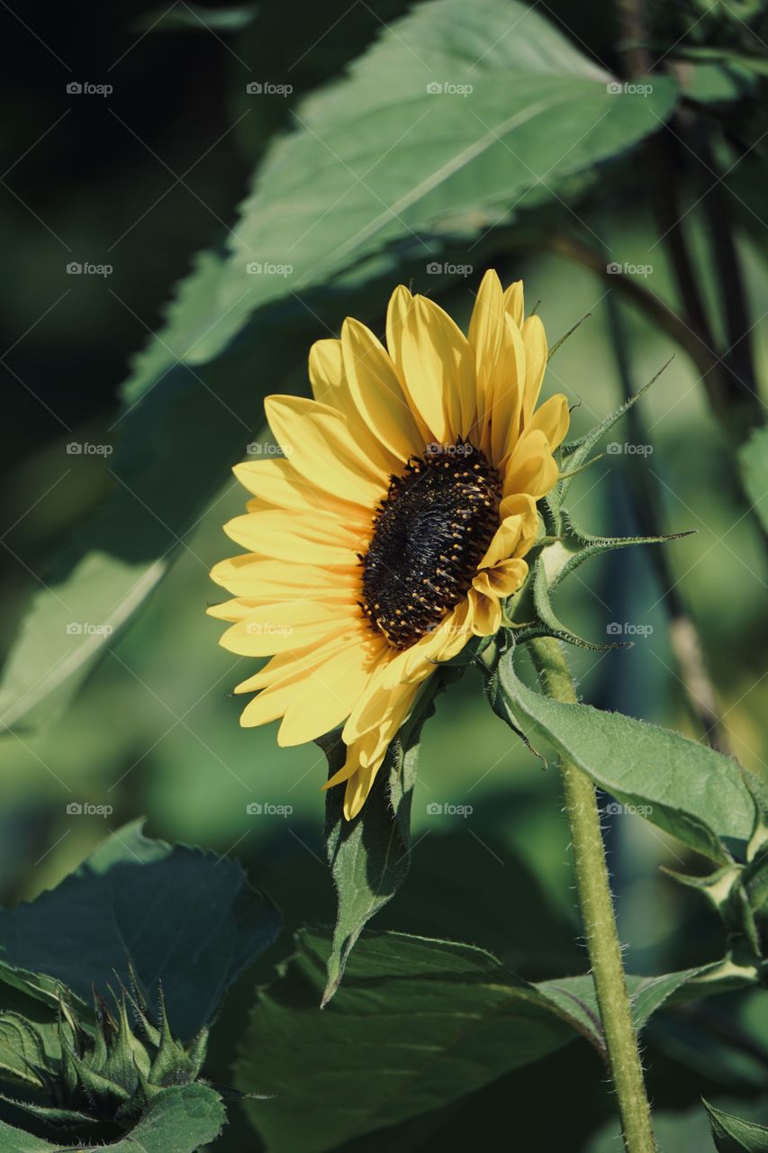 Sunflower 
