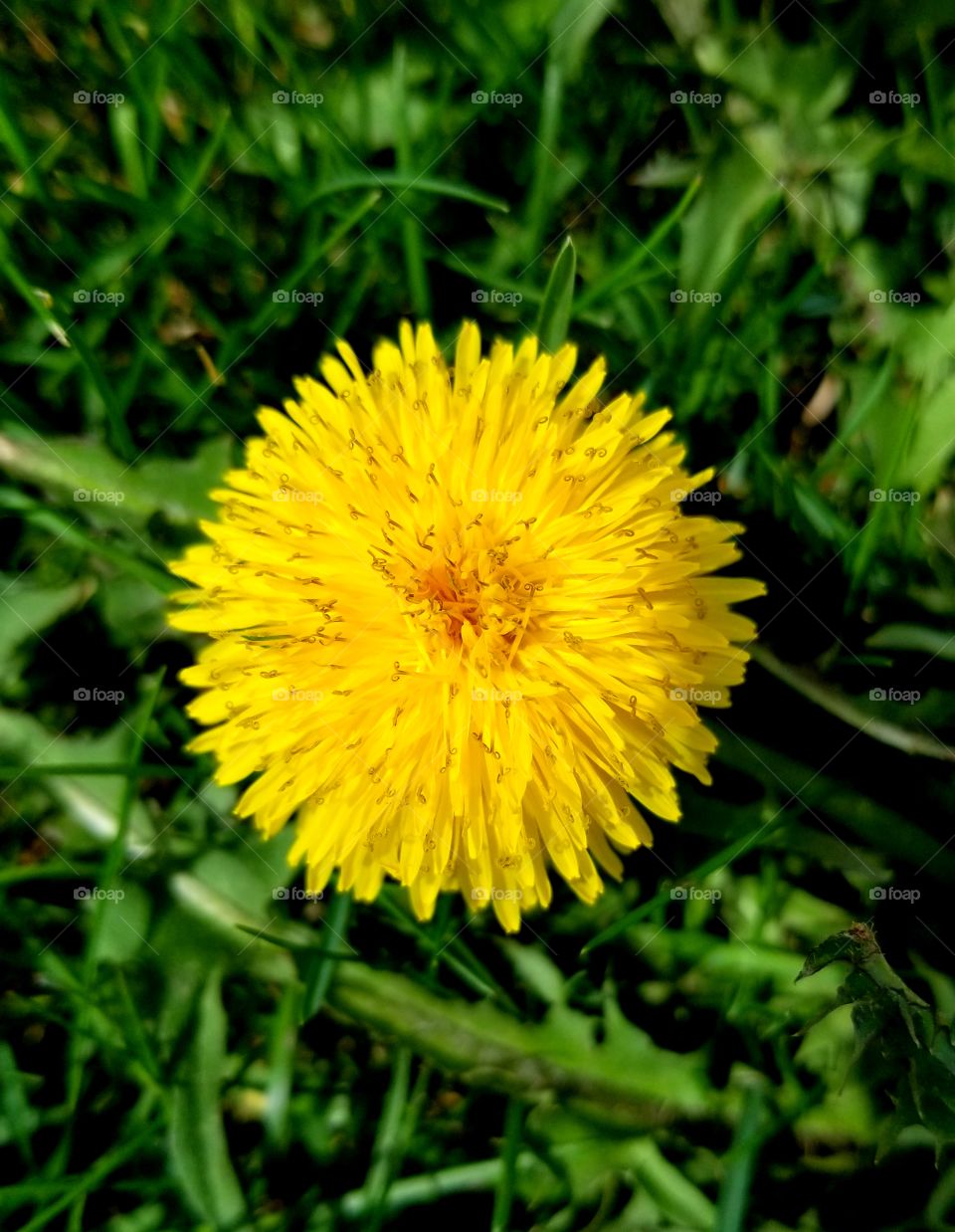 The Underrated Dandelion