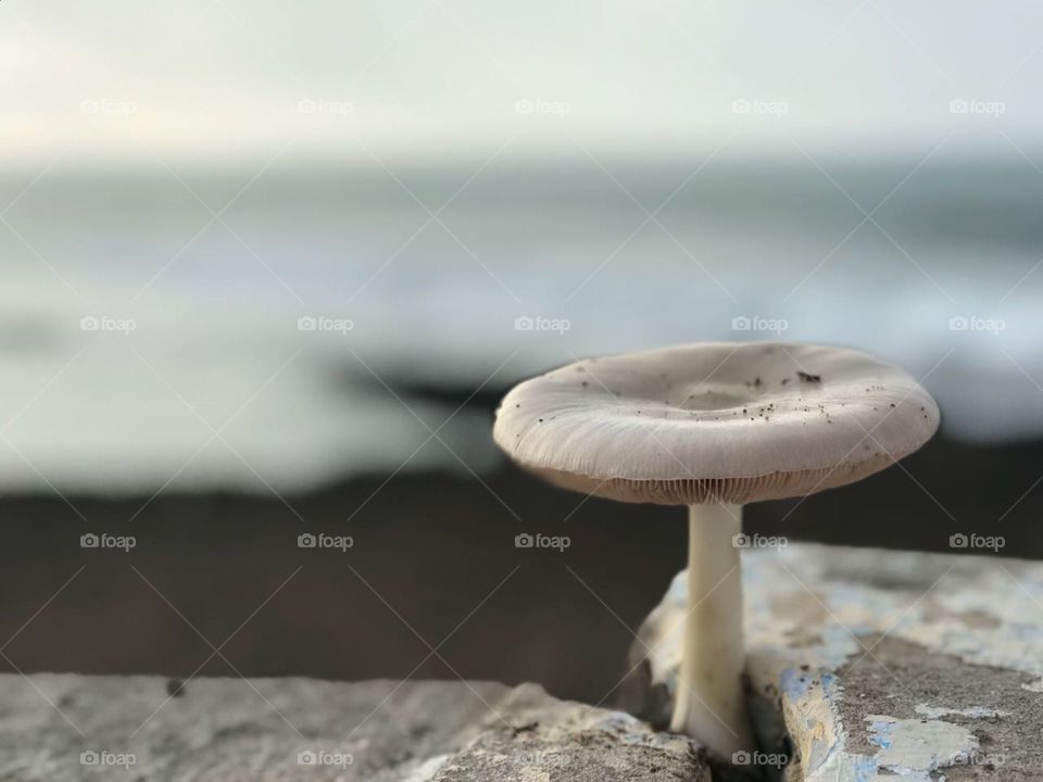 Mushroom Morocco 