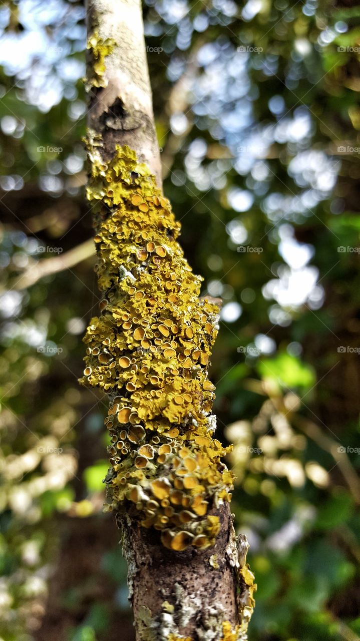 Yellow lichen on a tree bark