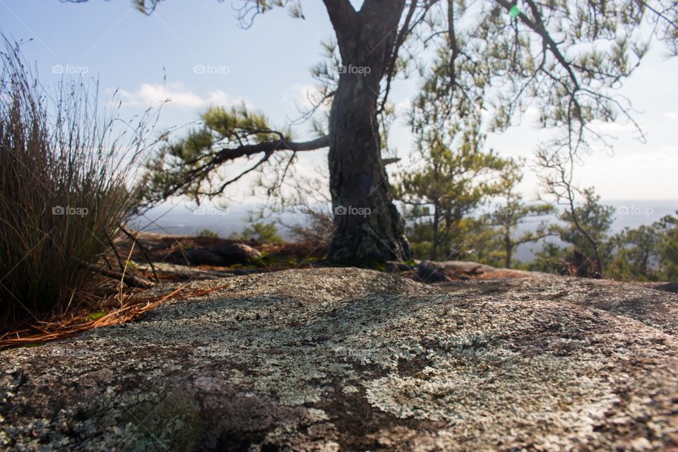 Tree on a mountain