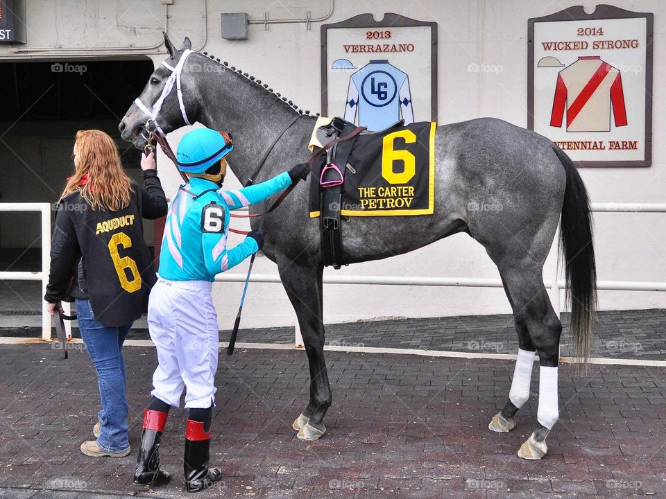 A gorgeous gray colt standing stoically for the running of the prestigious Carter Handicap at Aqueduct. Photo by zazzle.com/fleetphoto