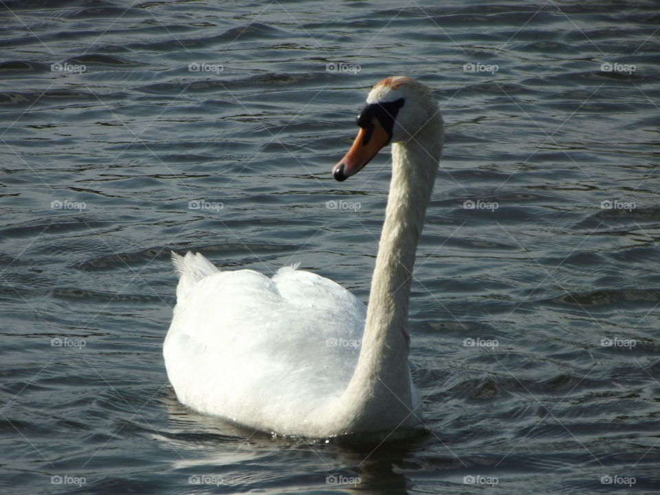 Swan On A Lake