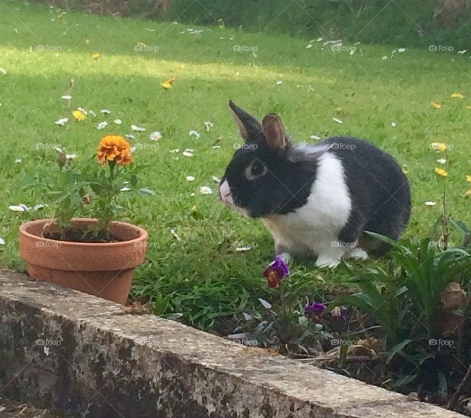 Spike the bunny eyeing up the marigold for lunch. Or maybe just enjoying the perfume? 