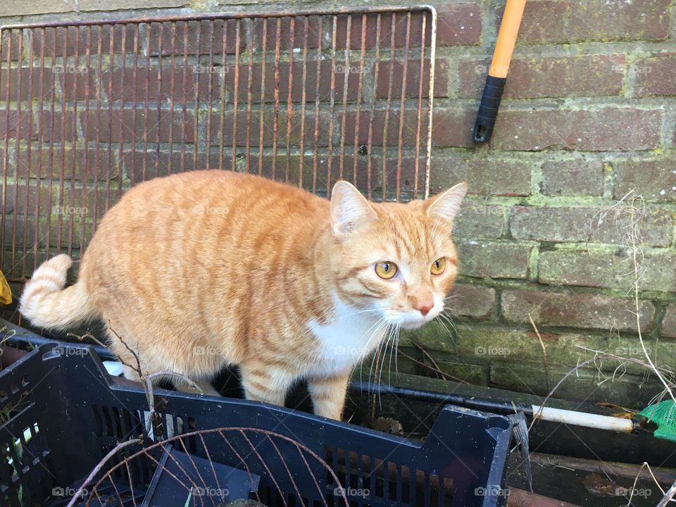 Cat is terrified in the garden renovation house