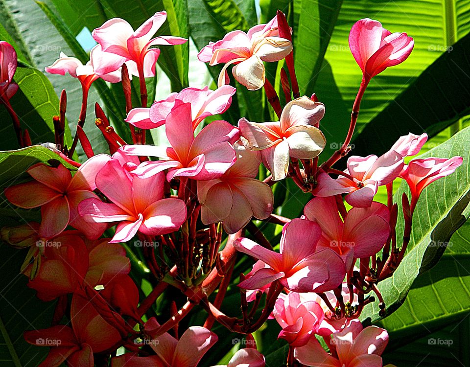 Beautiful pink tropicals