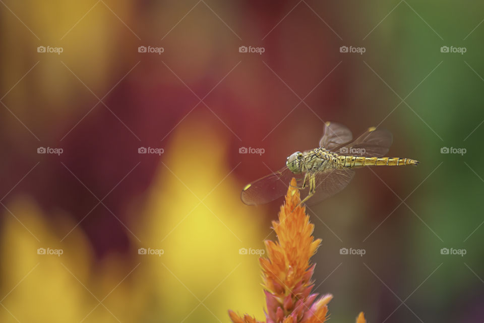 The dragonfly on Celosia argentea L. cv. Plumosa flower in garden