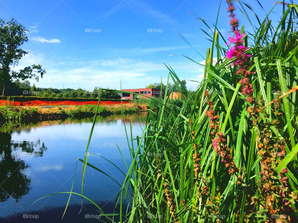 Flowers and water