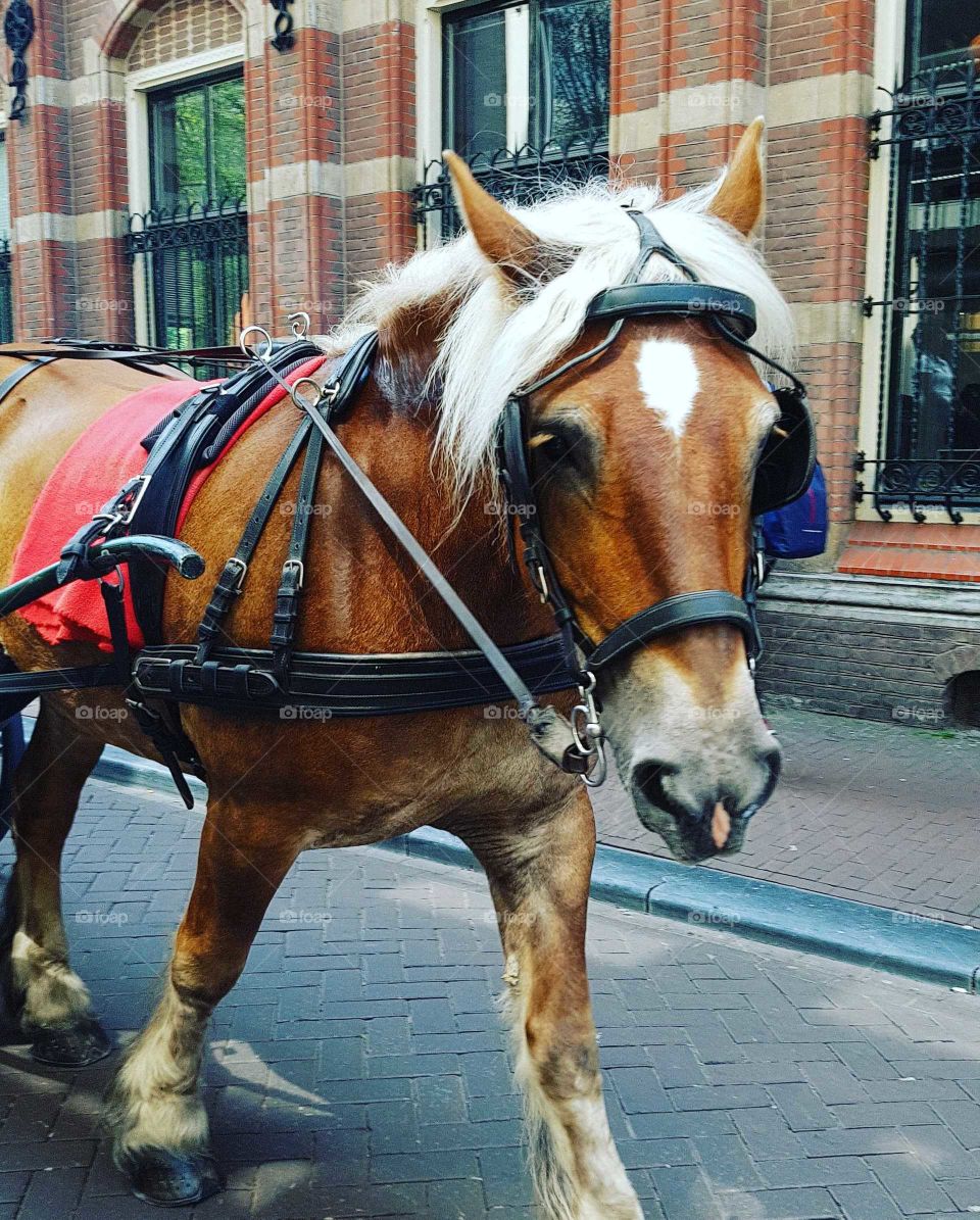 Pferd in Amsterdam