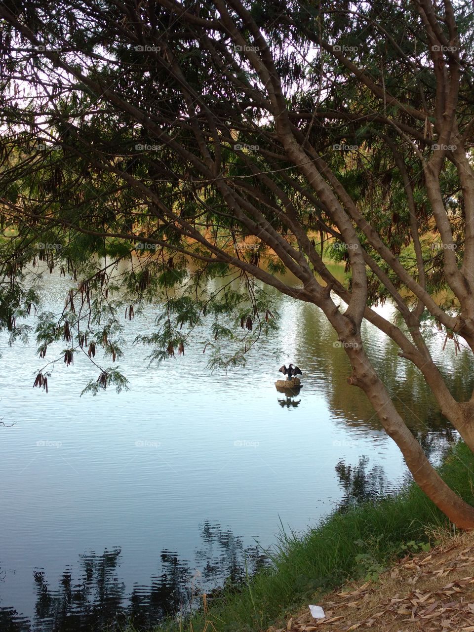 The tree of the lake.