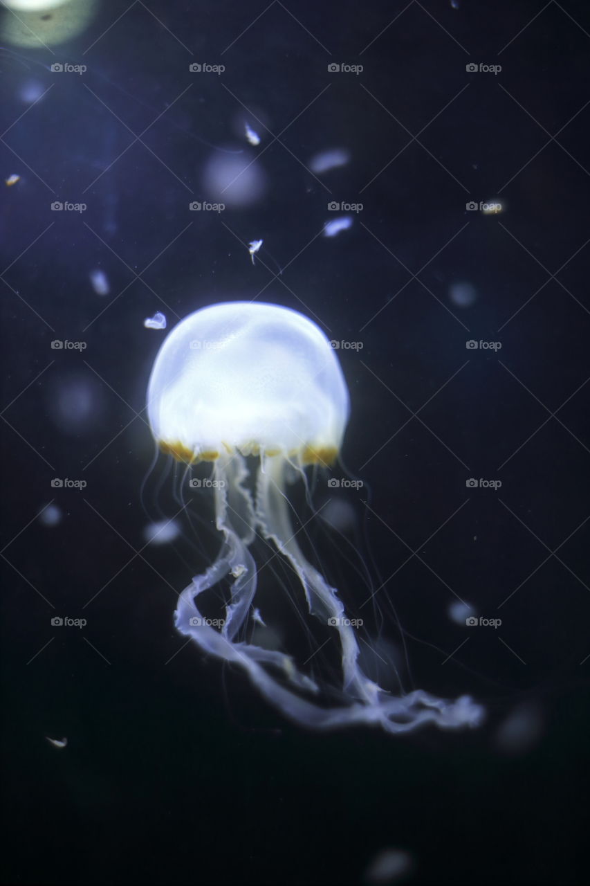 venonous jelly fish medusa
