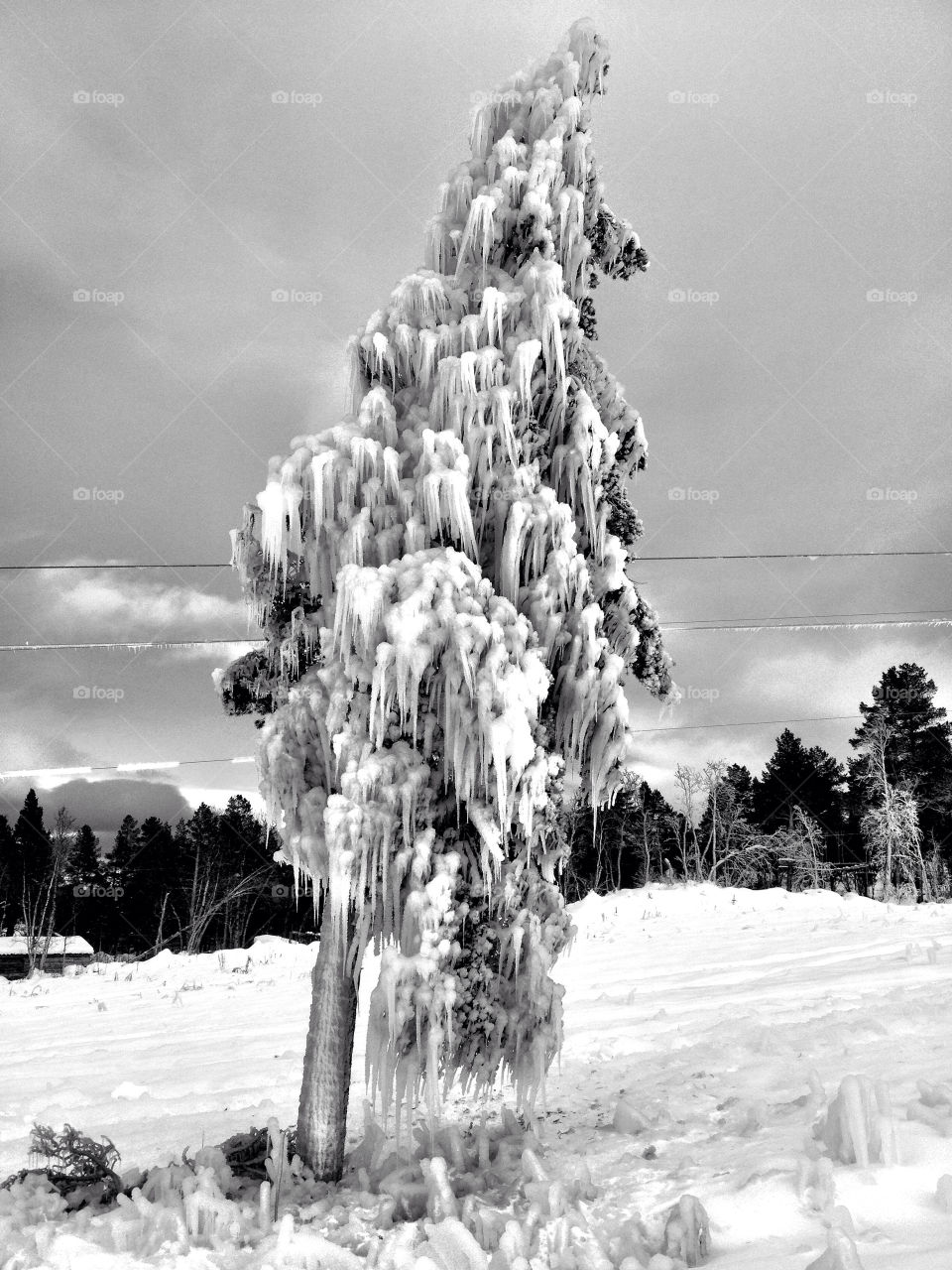 snow winter tree ice by ole_k