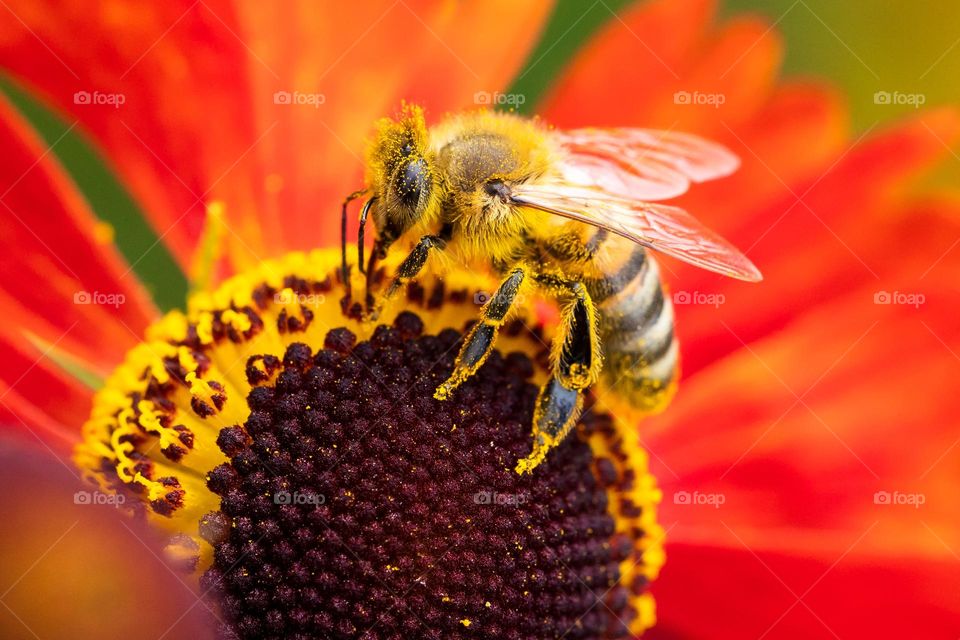 A macro portrait of a bee collecting yellow pollen in its tiny hair on its legs to create honey.