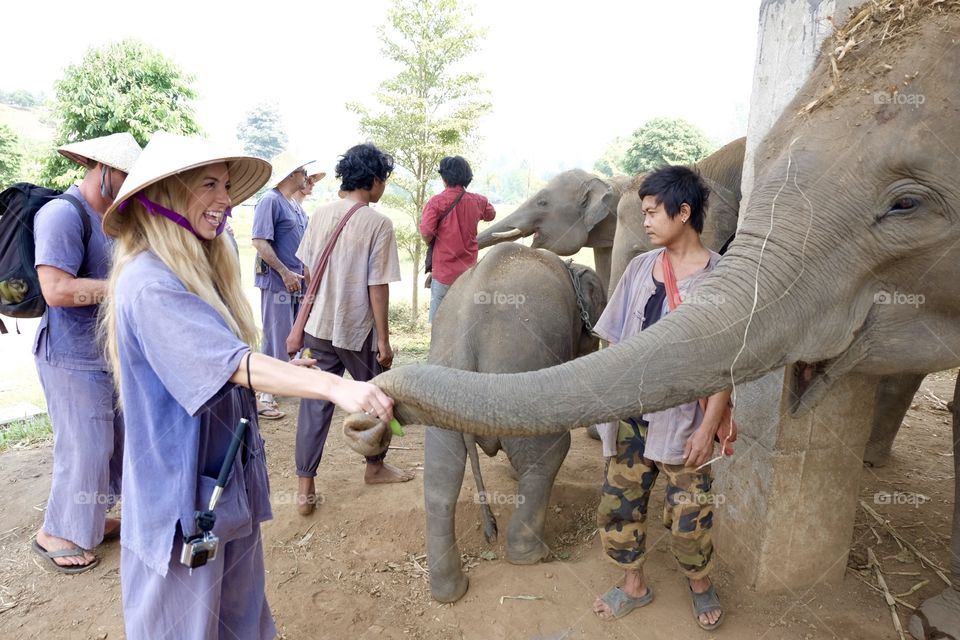 Elephant handshake