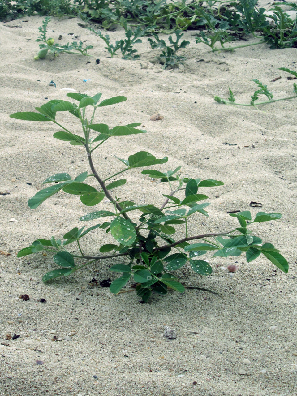 plant on beach
