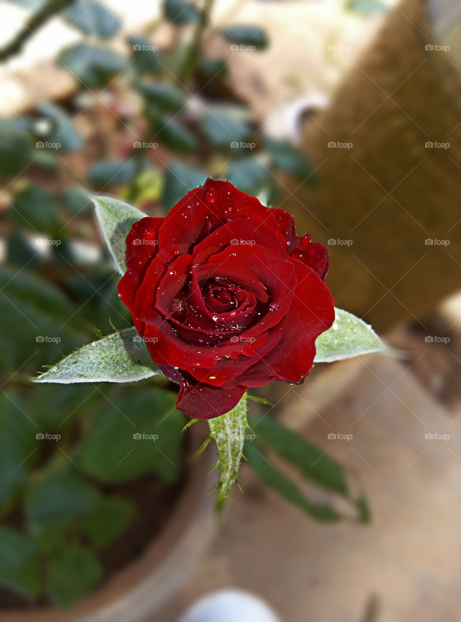 #beautiful royal red rose water sprinkle