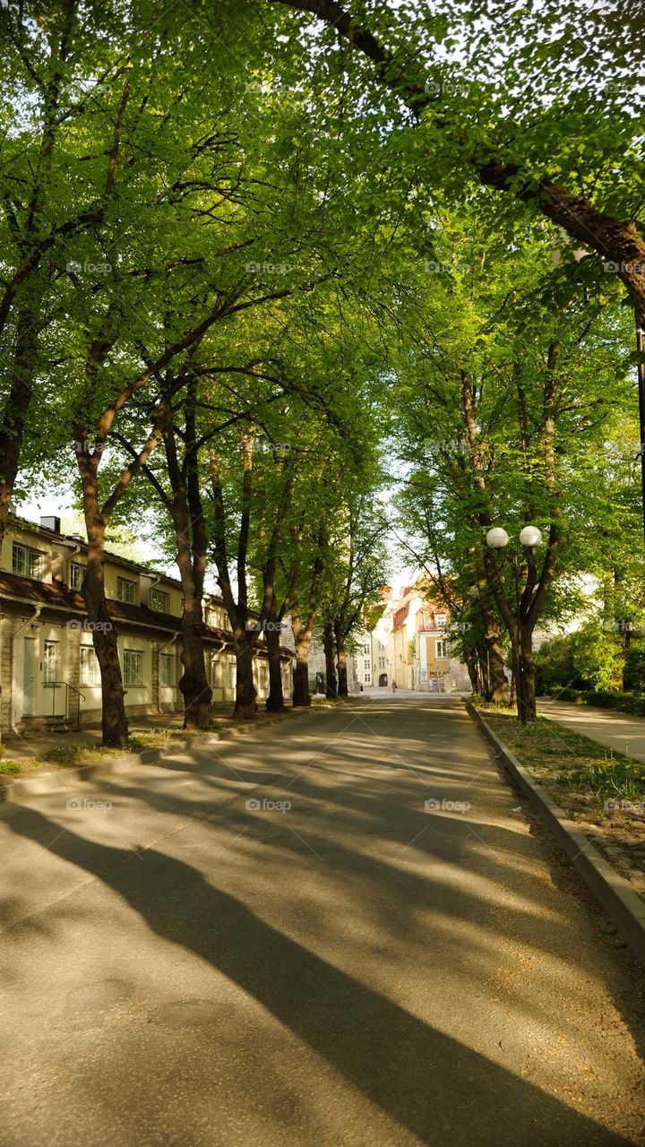 nature within urban life