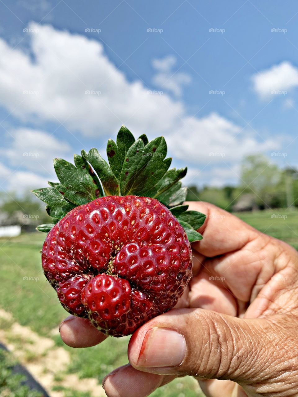 
“Strawberry face - Ouch! I think you snapped my neck” First of all, weird looking strawberries don’t necessarily mean they are inedible; it just means they’re weird looking strawberries. 