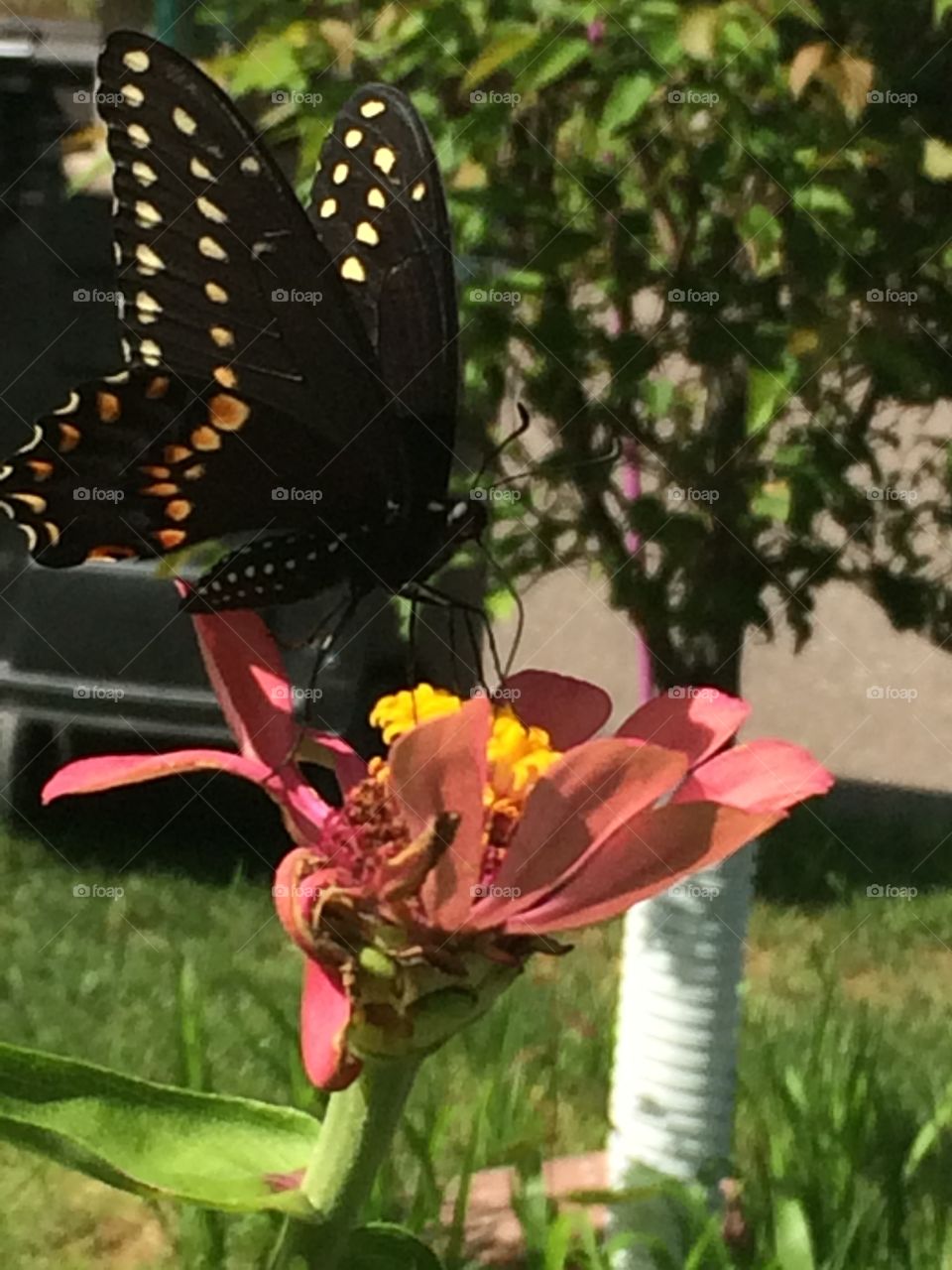 Butterfly on zinnia