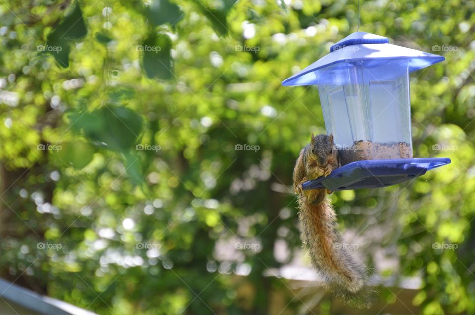 Baby squirrel feeding 