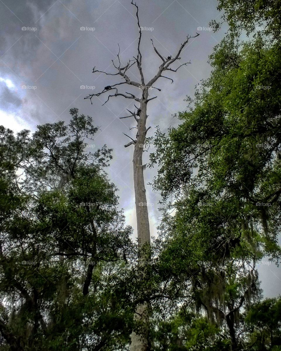 Dead Standing Tree Storm