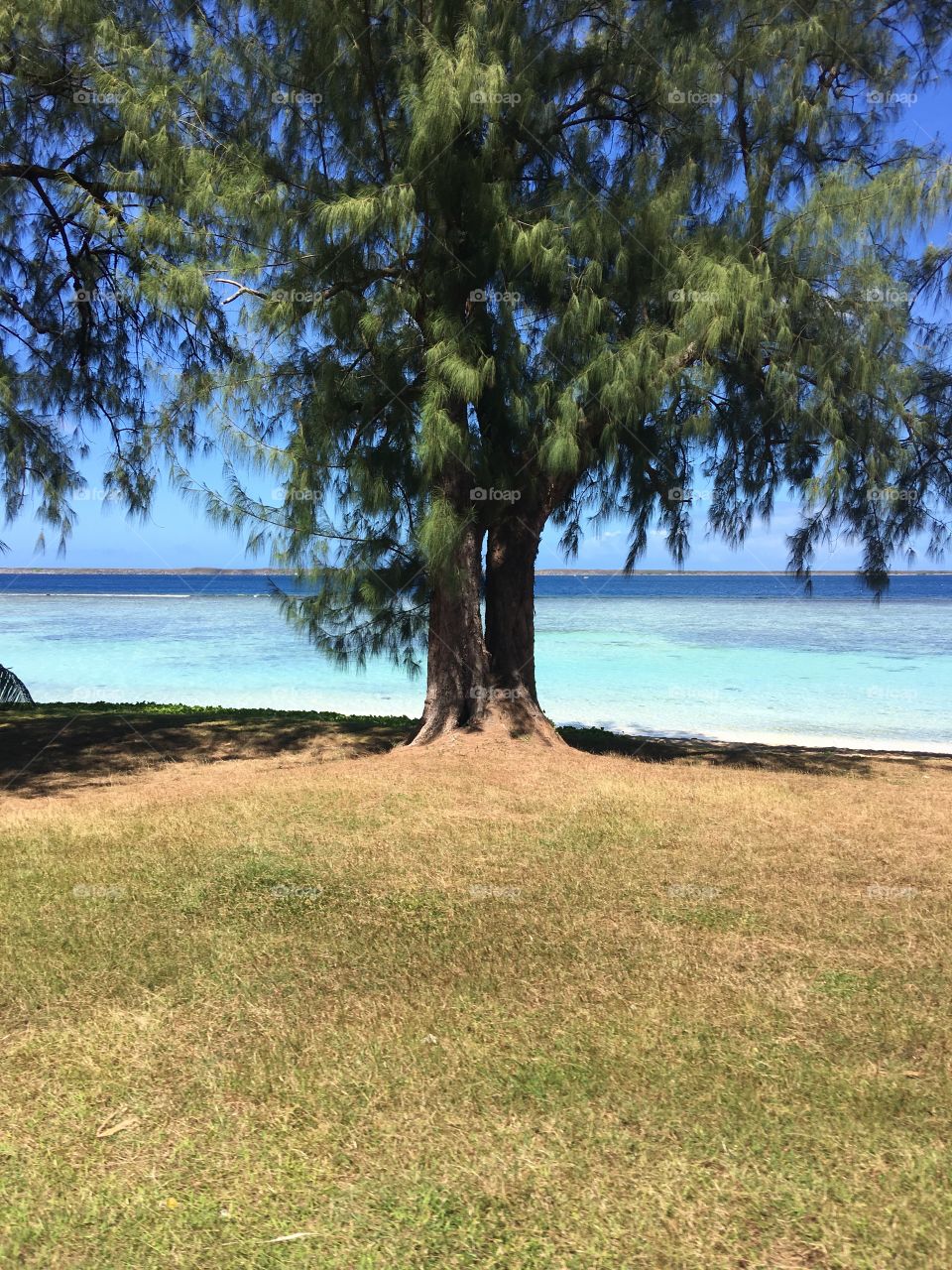 Tree near the ocean. Guam. 