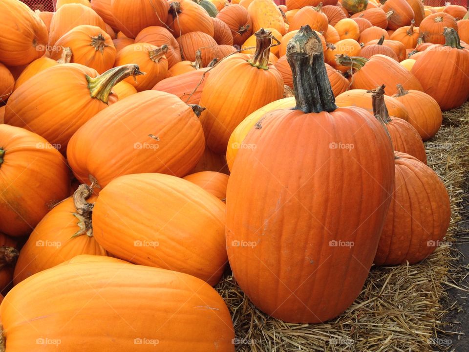 Pile o' Pumpkins. Pumpkins on display during harvest festival.