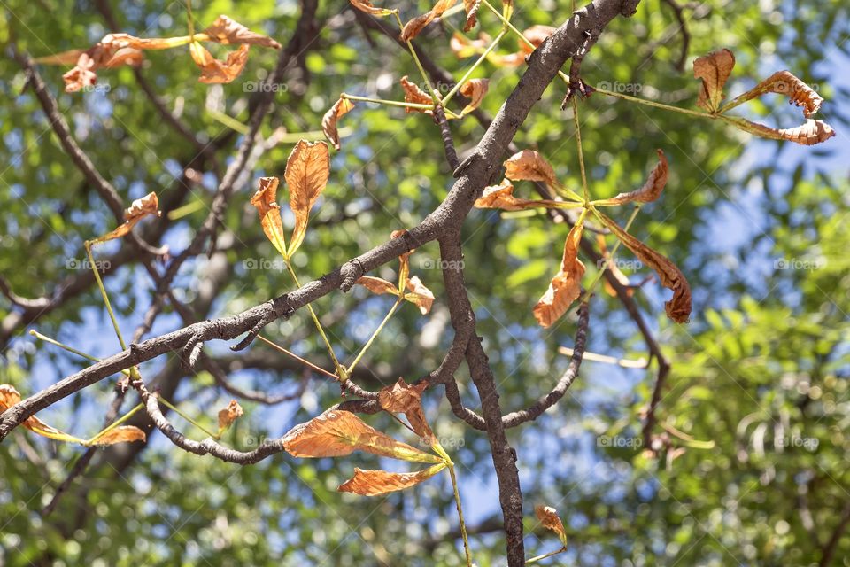 Branch of the tree with autumn leaves