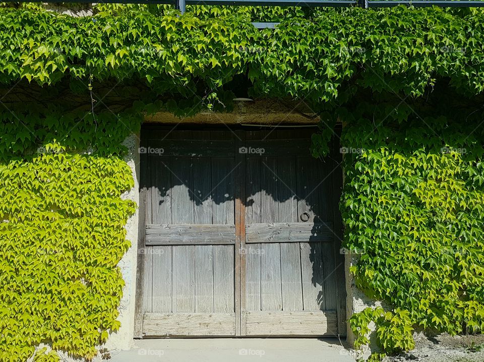 Green ivy covered house exterior with old entrance door