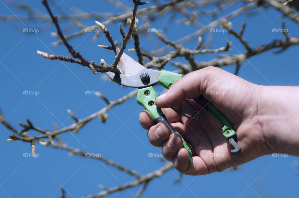 Man finds branches of trees in the spring