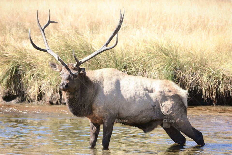 Bull Elks Rocky Mountain National Park 