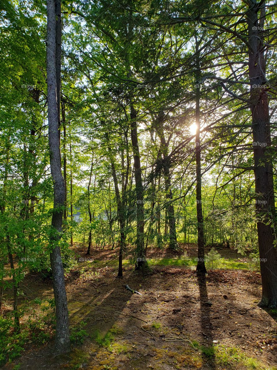 Wood, Landscape, Nature, Tree, No Person