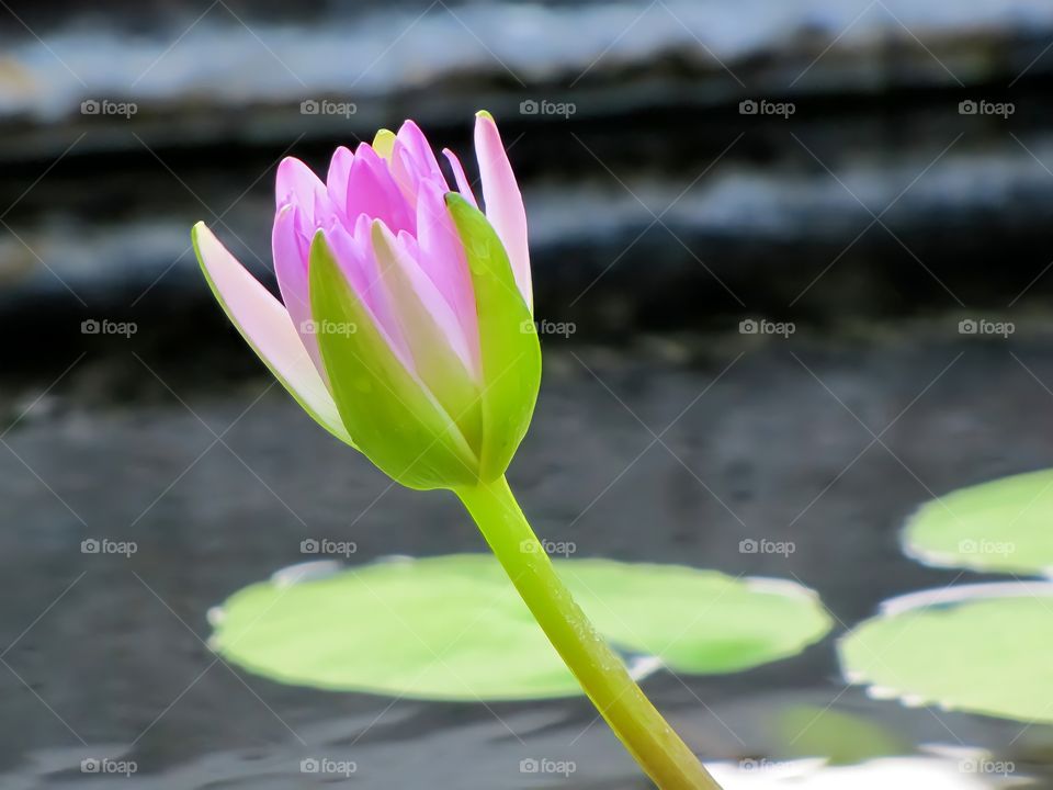 photograph taken in the park pond a beautiful water plant blooming with purple flower