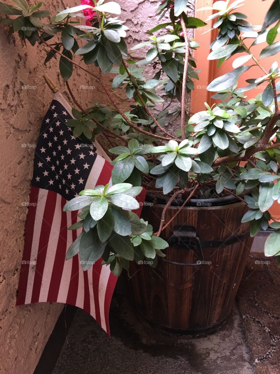 Patriotic potted plant