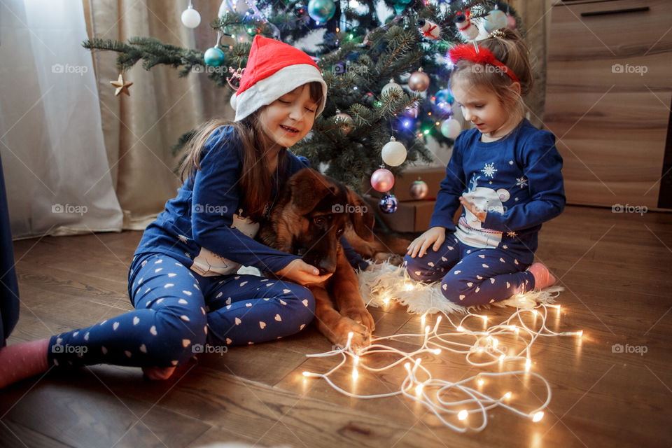 Little sisters with the puppy near Christmas tree