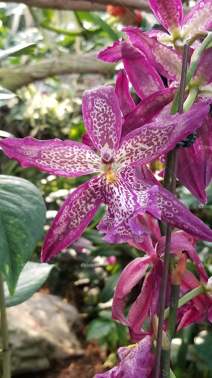 Speckled Flower