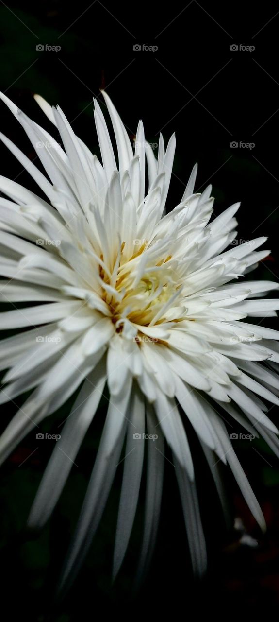 naturelove, white, flower, beautiful, drak background, yellow, uncommon, cute