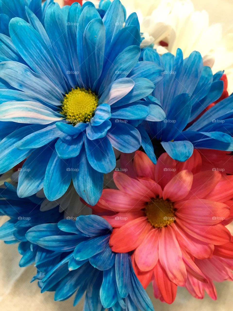 Red, White and Blue Daisies 