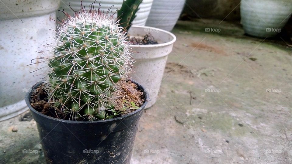 cactus