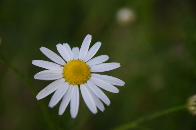 Anthemideae