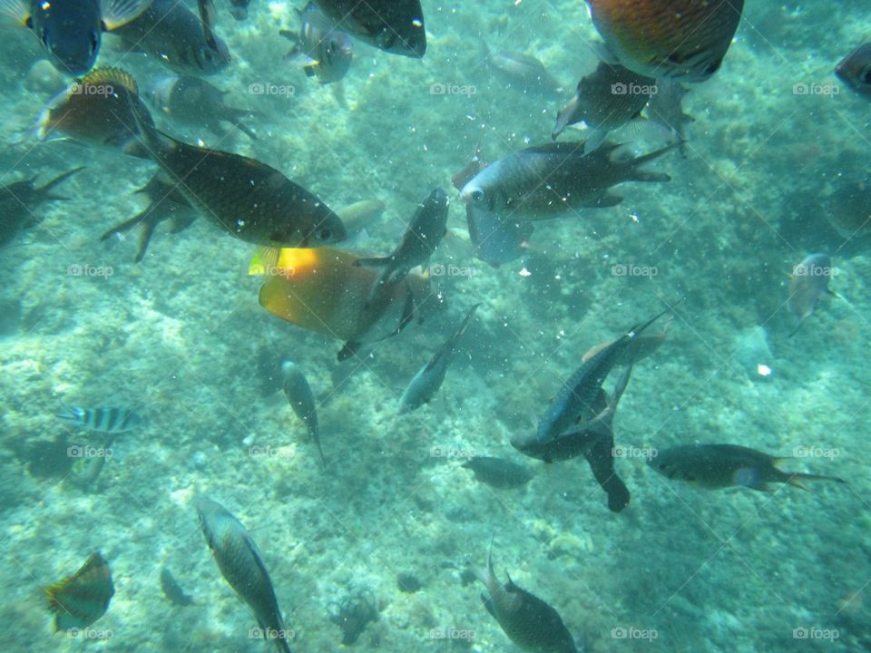 Fish will snorkel with you