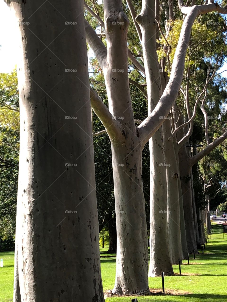 Trees on the Fraser Avenue at Kings Park, Western Australia. 