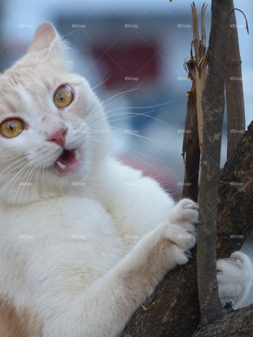 Funny cat on the tree