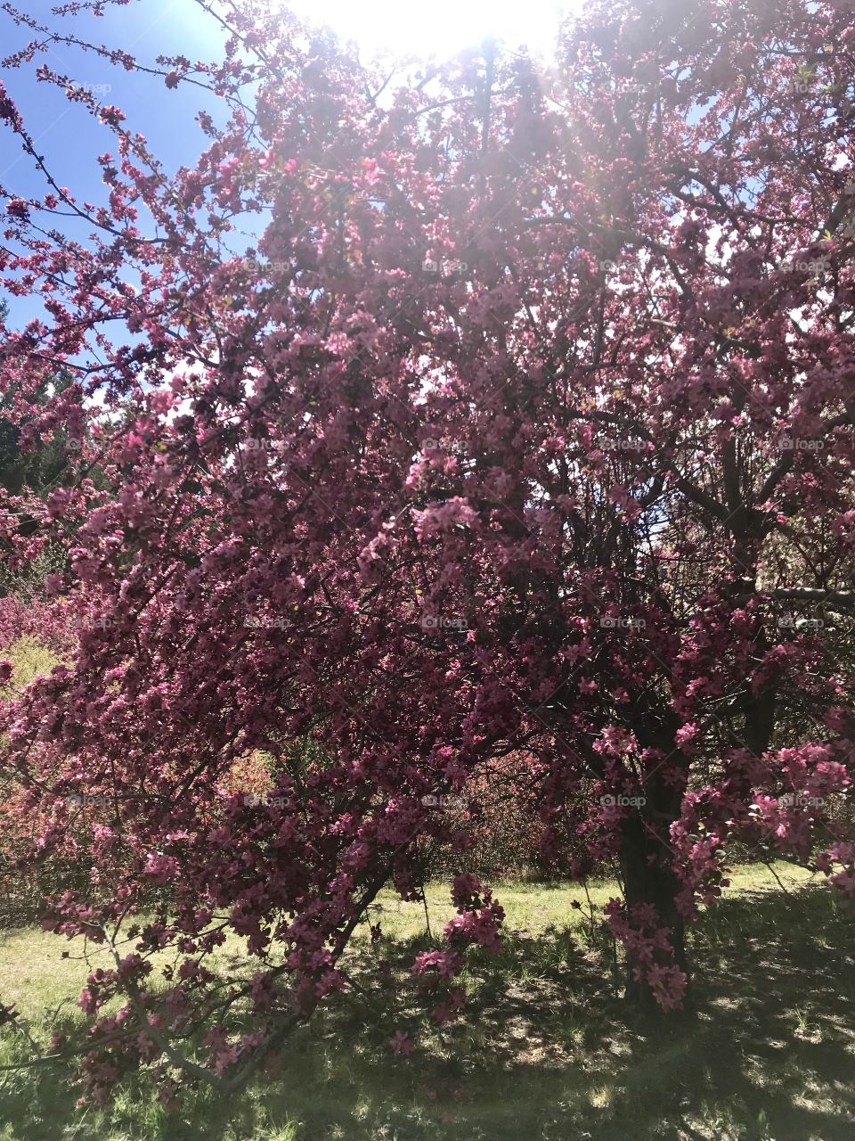 Pink tree