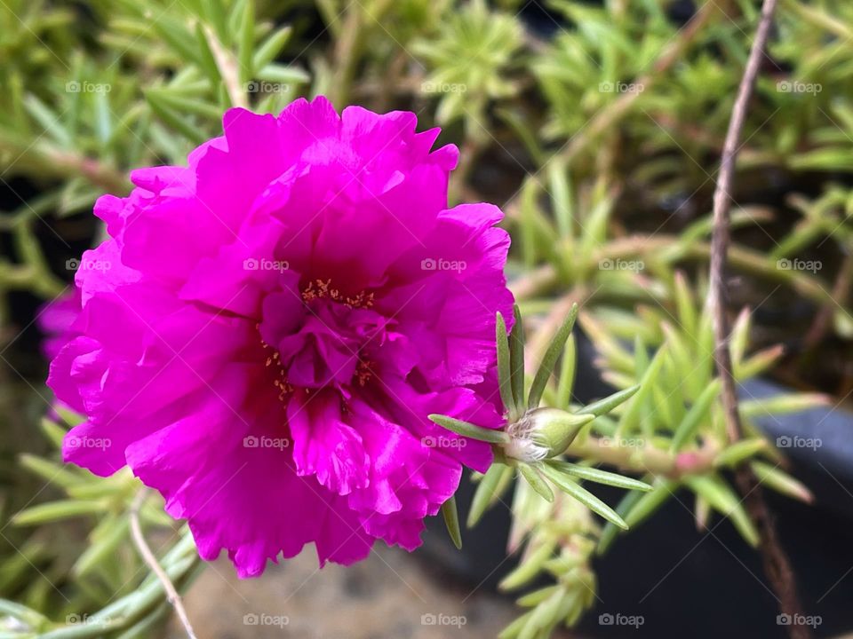 A pink Moss-rose purslane, or in Portuguese: Onze-horas. Other names: rose moss, eleven o'clock, Mexican rose, moss rose, sun rose, rock rose, and moss-rose purslane. A succulent flowering plant. This one, in my garden.
