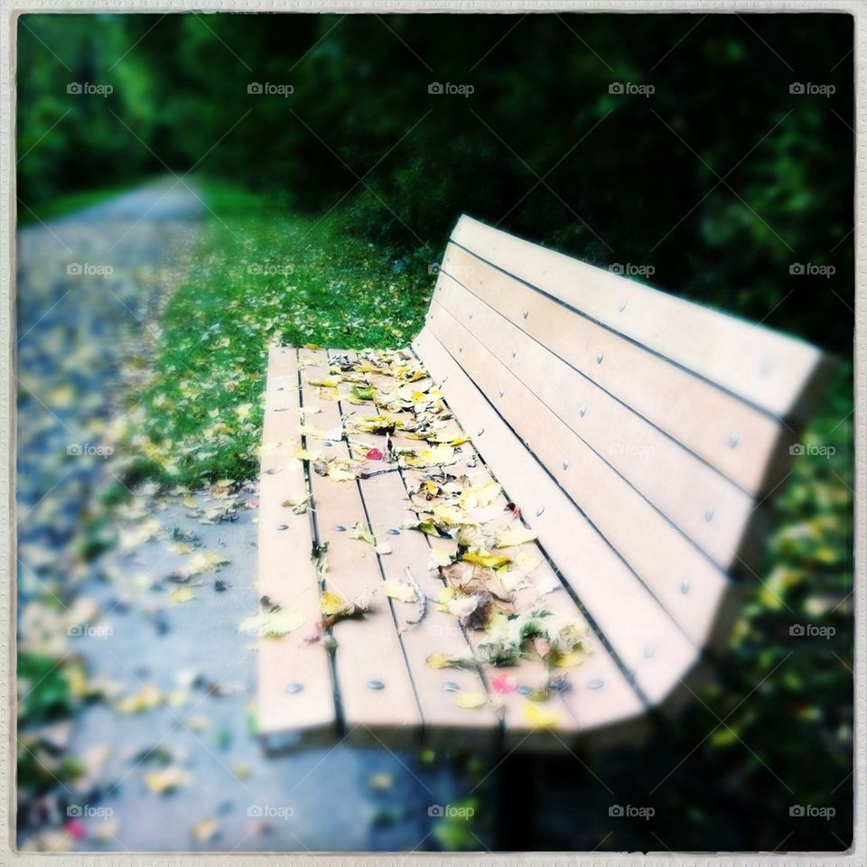 Bench with fall leaves.