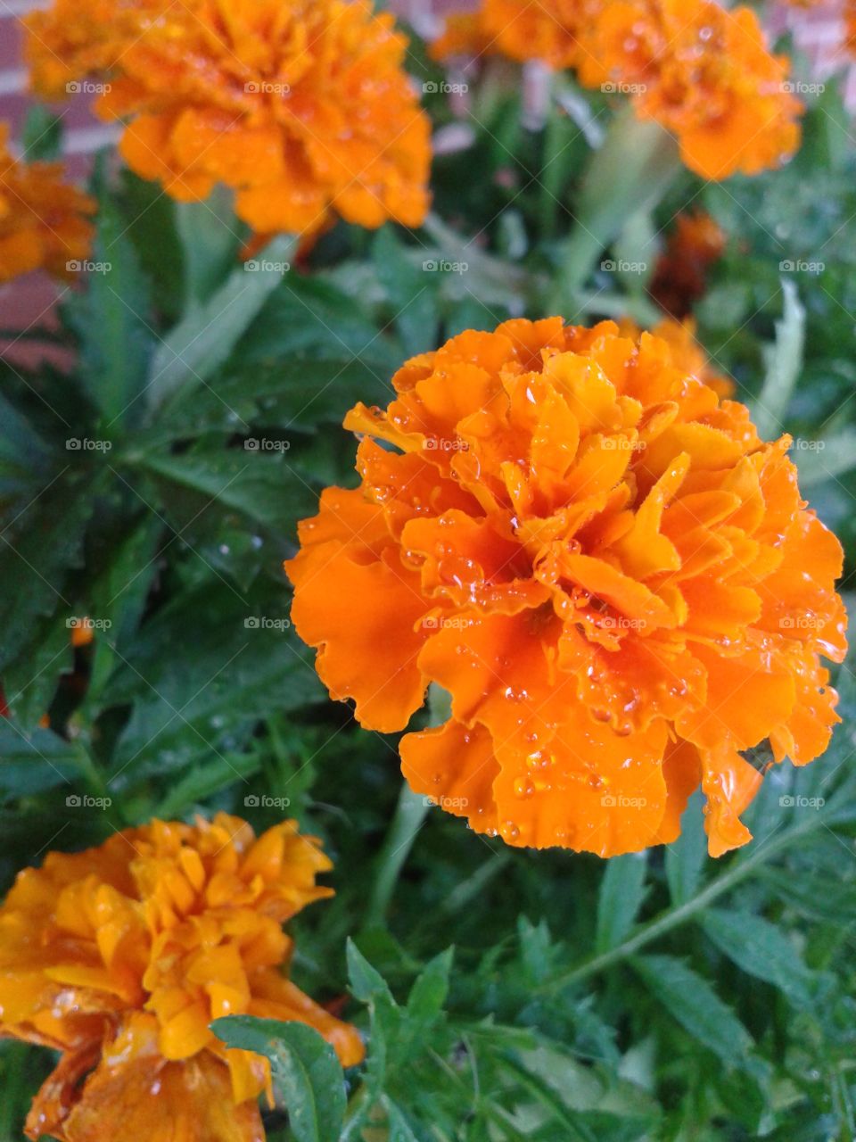 The humble Marigold. A simple charmer that always pleases the gardener.