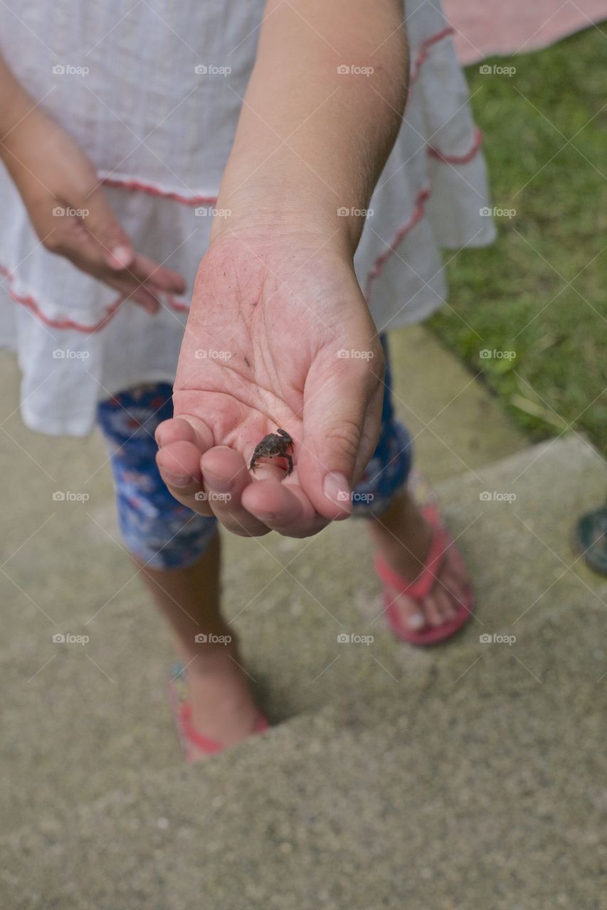 Baby Frog. Little girl holding baby frog in her hand