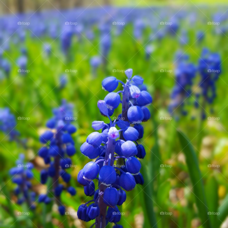 bluebells