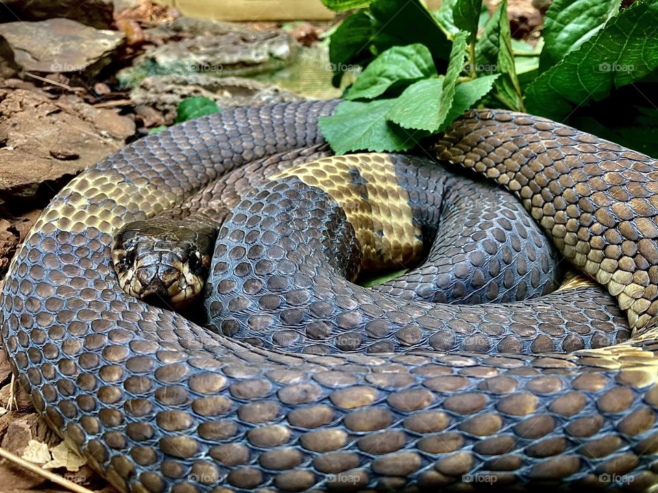 Curled up snake